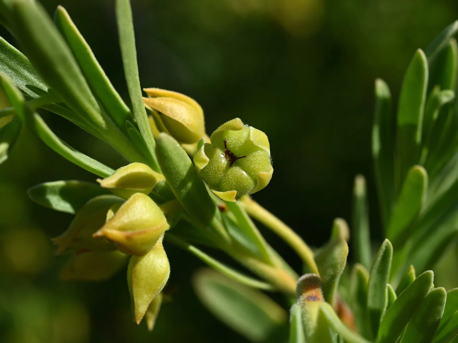 Bay Cedar (Suriana Maritima) — commonly known as Bay Cedar