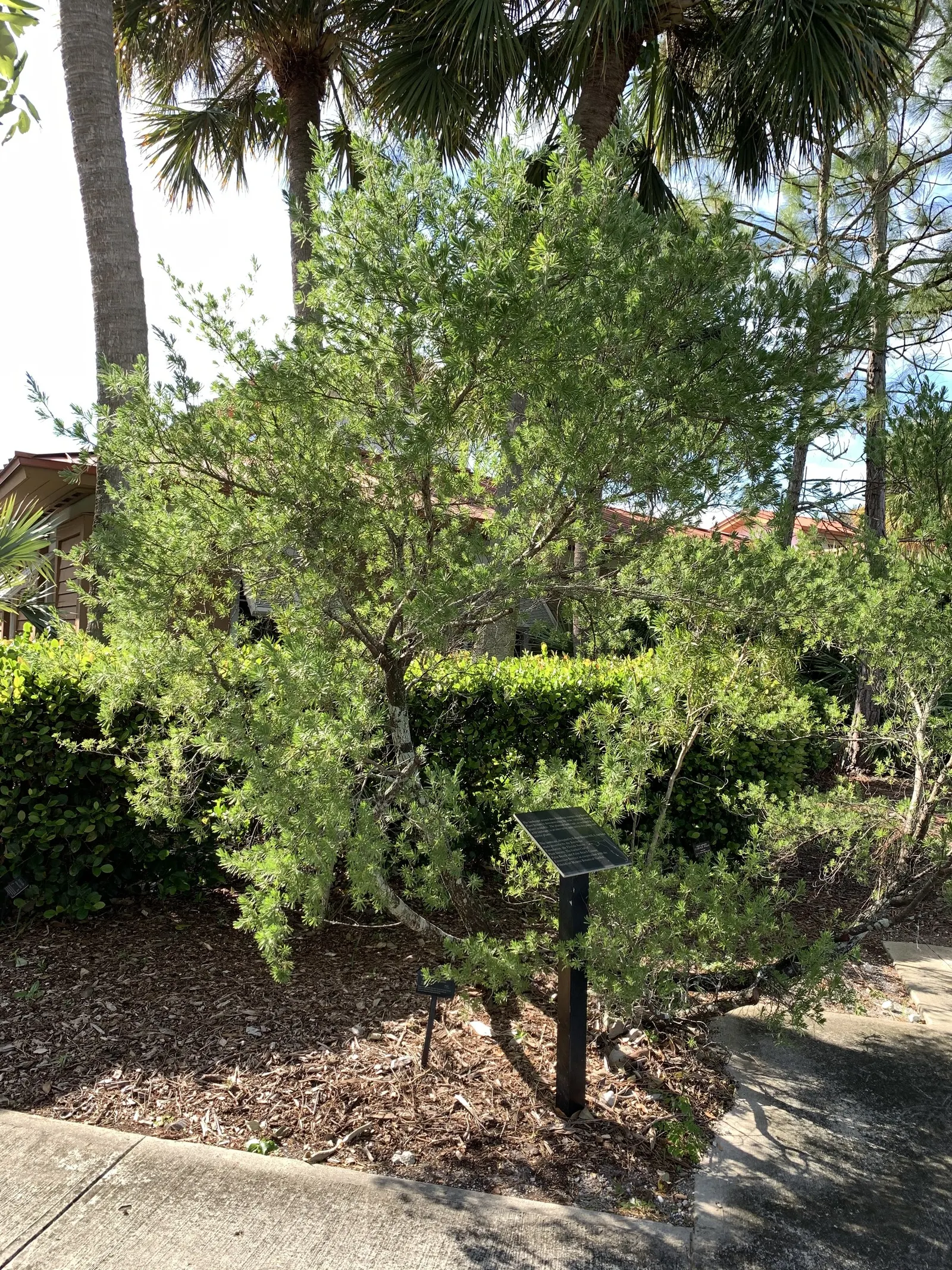 Bay Cedar (Suriana Maritima) — bright yellow flowers measuring approximately 0.5 inches in diameter