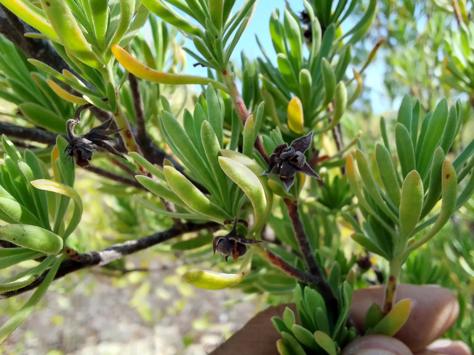 Bay Cedar (Suriana Maritima) — Suited for USDA zones 8-11, it withstands salt spray and drought, making it perfect for coastal landscapes