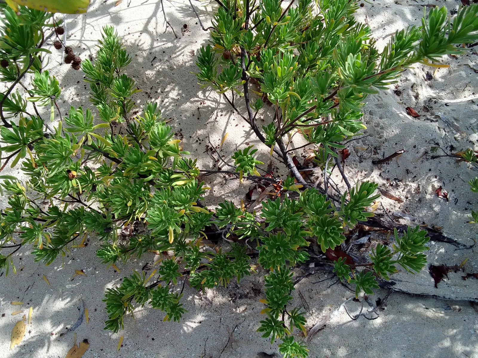 Bay Cedar (Suriana Maritima) — flourishing in USDA hardiness zones 8 through 11
