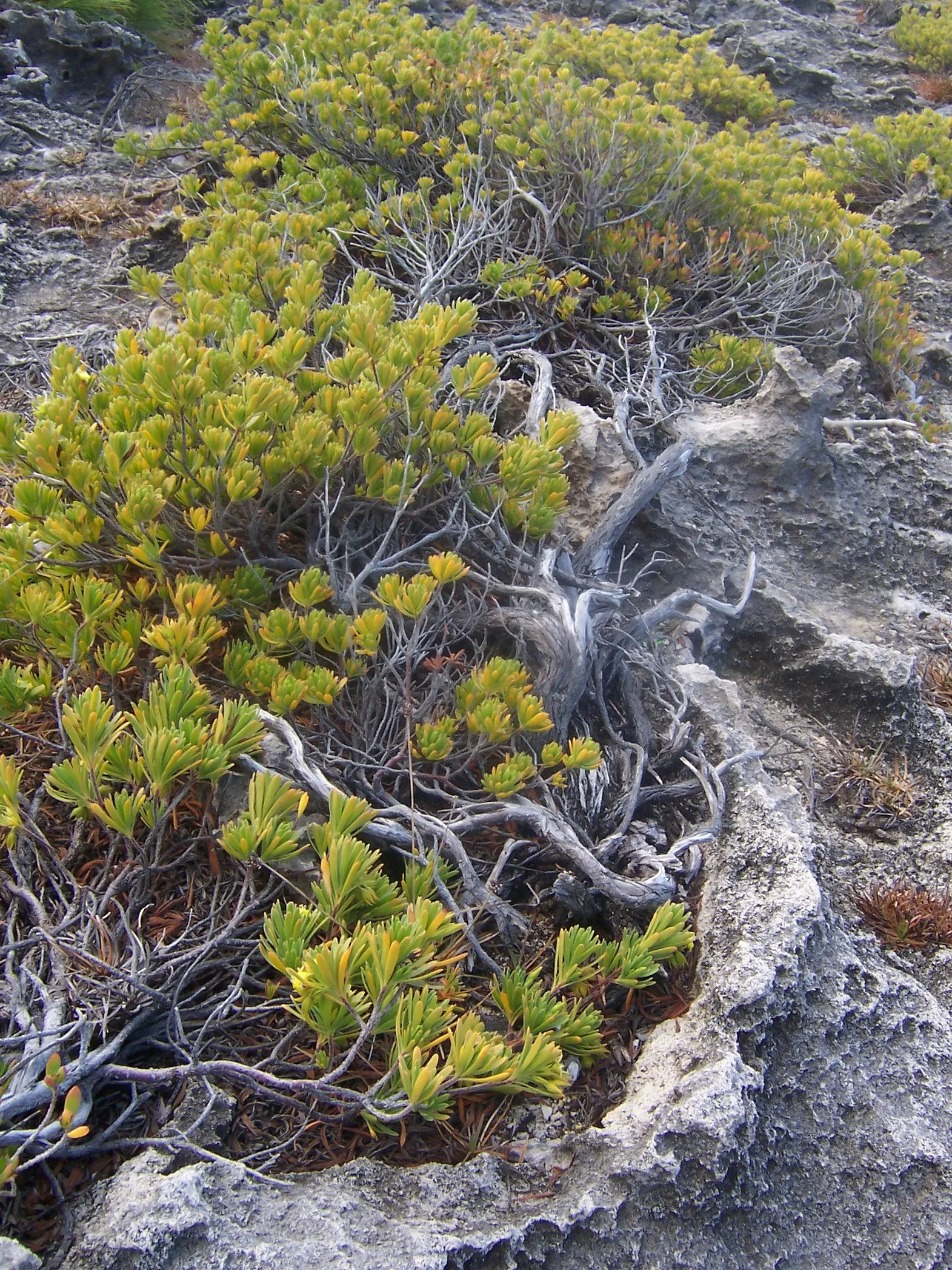 Bay Cedar (Suriana Maritima) — Suriana maritima, commonly known as Bay Cedar, is a resilient shoreline shrub, thriving in sandy soils