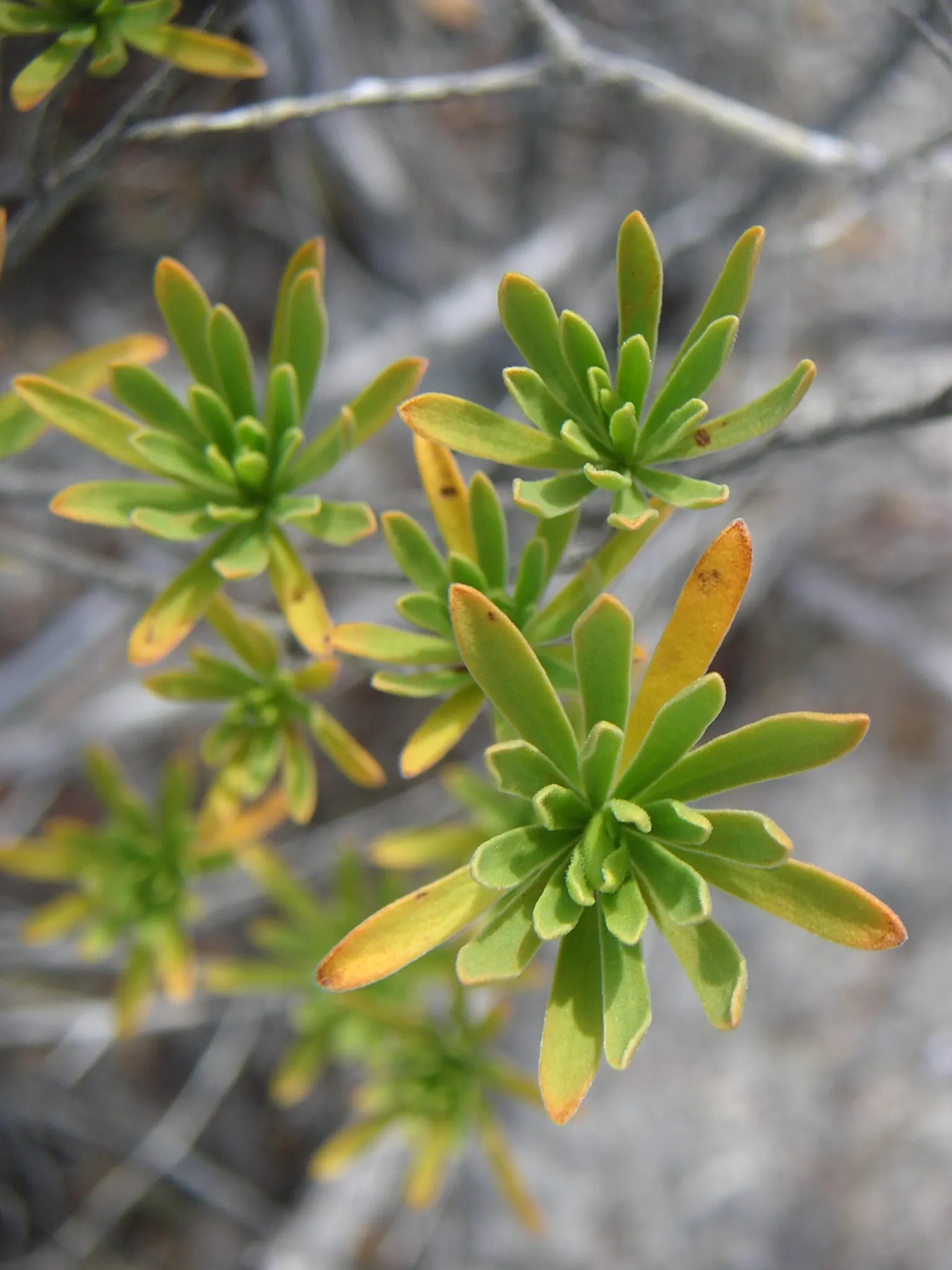 Bay Cedar (Suriana Maritima) — Its dense growth habit provides excellent erosion control and serves as a habitat for wildlife