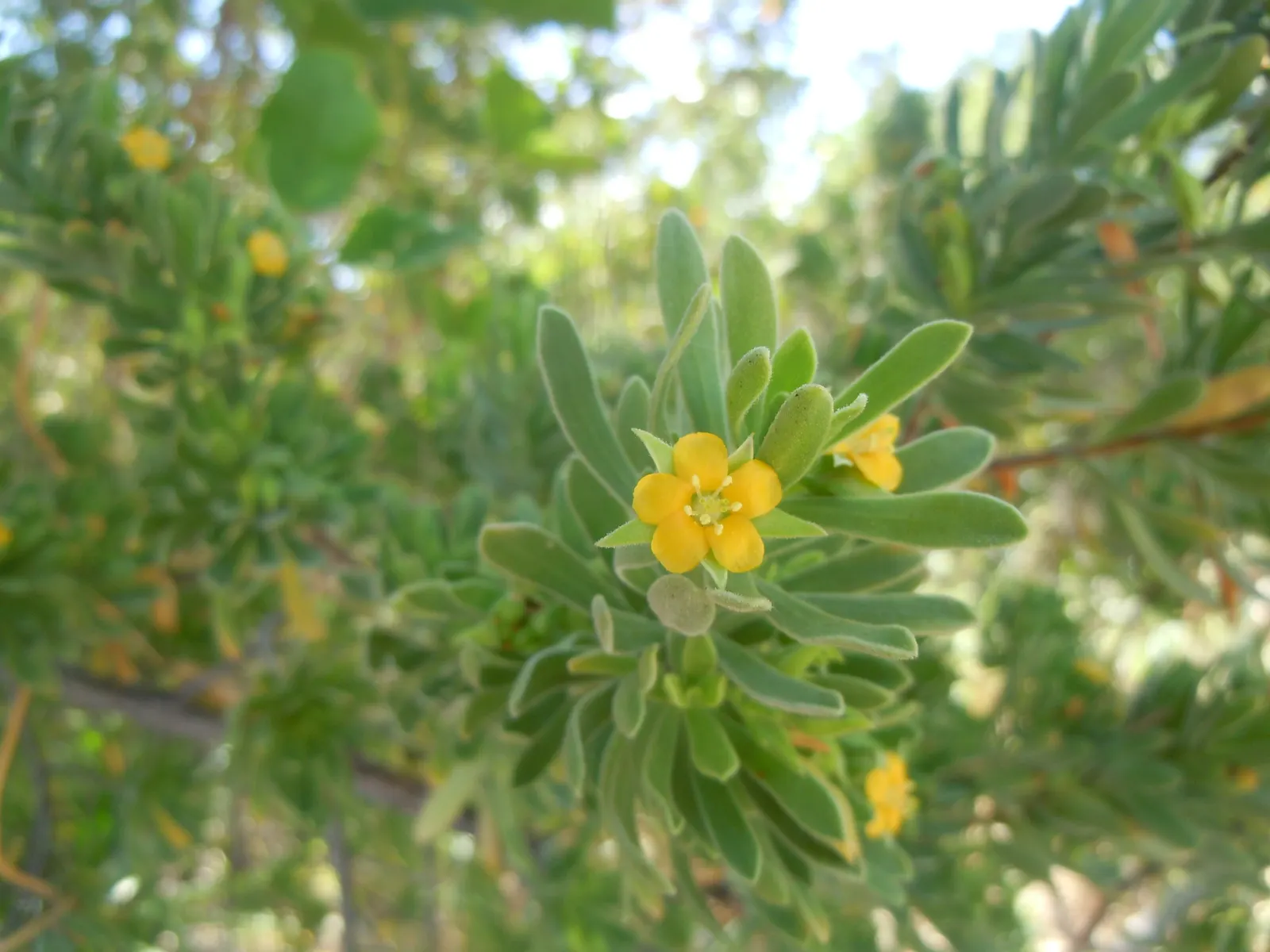 Bay Cedar (Suriana Maritima) — linear gray-green leaves that cluster tightly along the branches