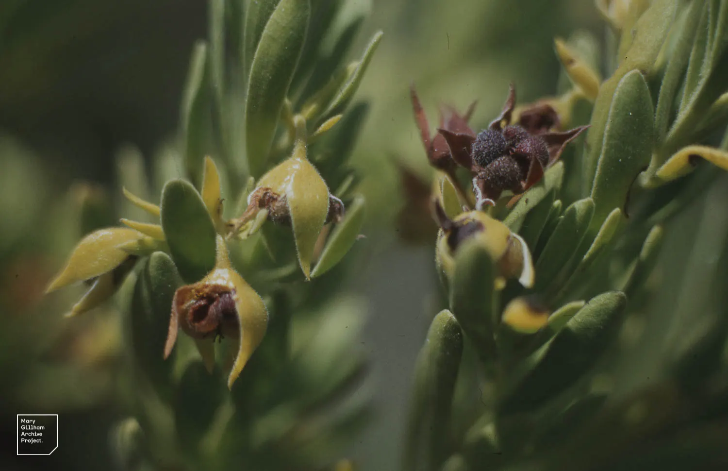 Bay Cedar (Suriana Maritima) — Suriana maritima presents a hardy
