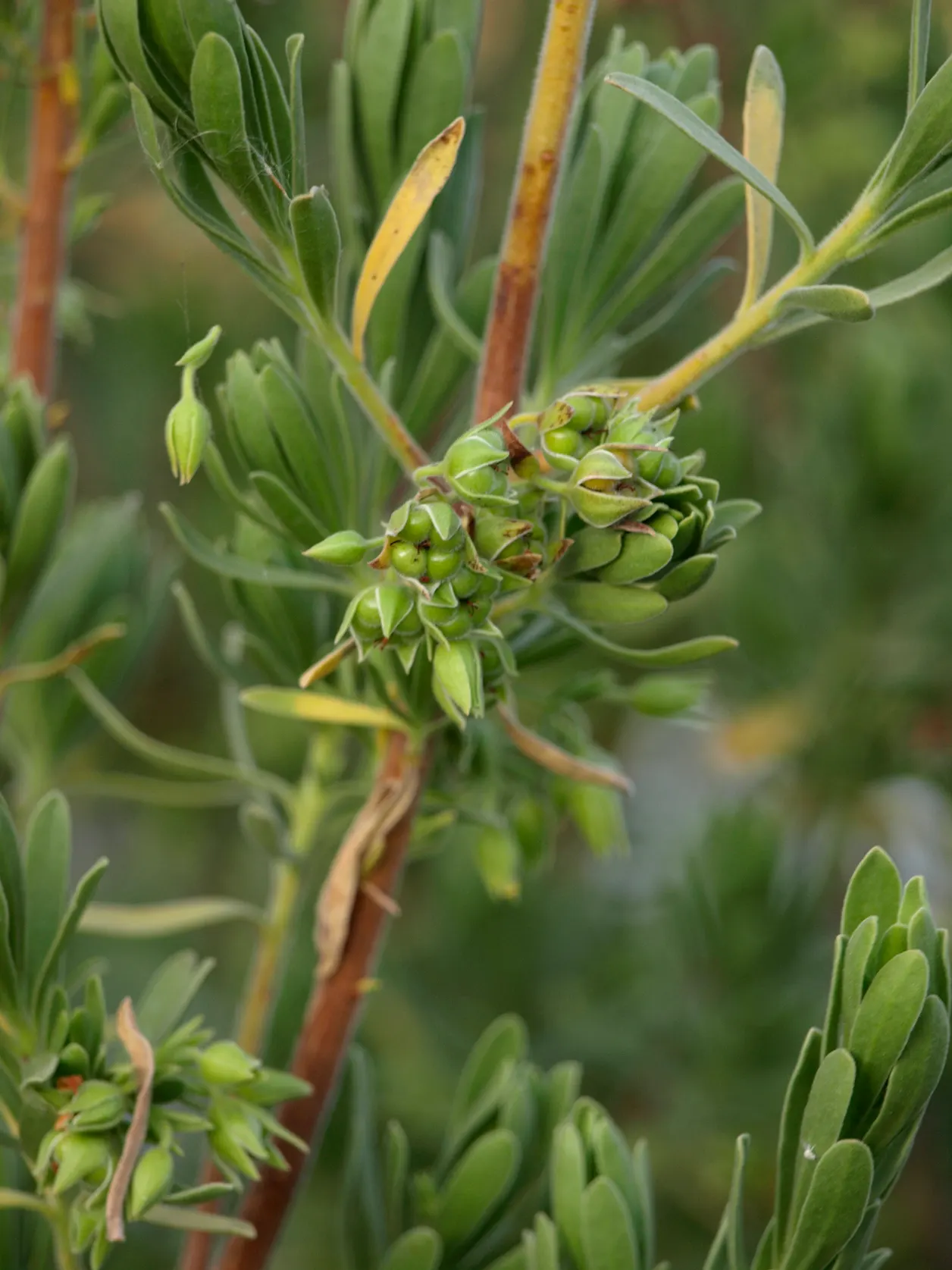 Bay Cedar (Suriana Maritima) — The leaves measure about 1 to 2 inches in length and contribute to the plant's overall hardy and full look