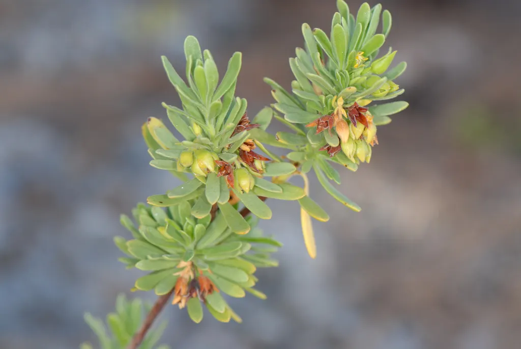 Bay Cedar (Suriana Maritima) — yellow flowers in the garden