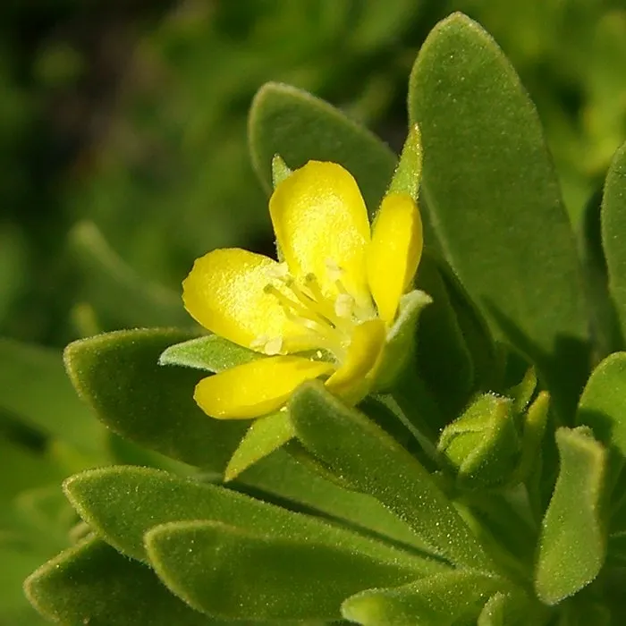 Bay Cedar (Suriana Maritima) — Given its proclivity for sandy