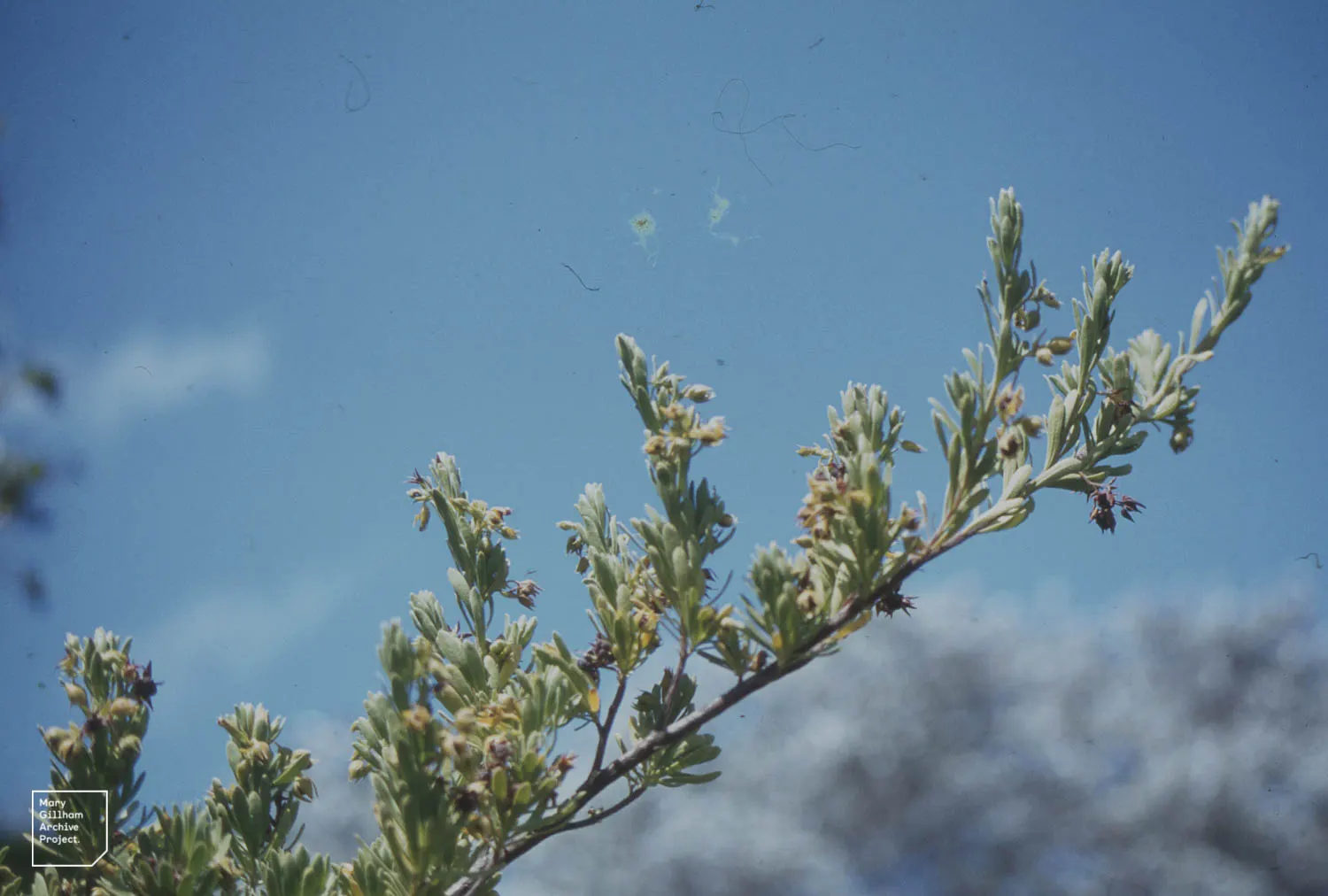 Bay Cedar (Suriana Maritima) — With its low maintenance requirements and beneficial habitat attraction for pollinators