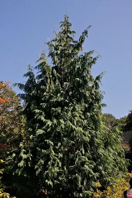 Bay Cedar (Suriana Maritima) — It grows to 5-10 feet tall and wide, with gray-green foliage and yellow flowers that bloom year-round