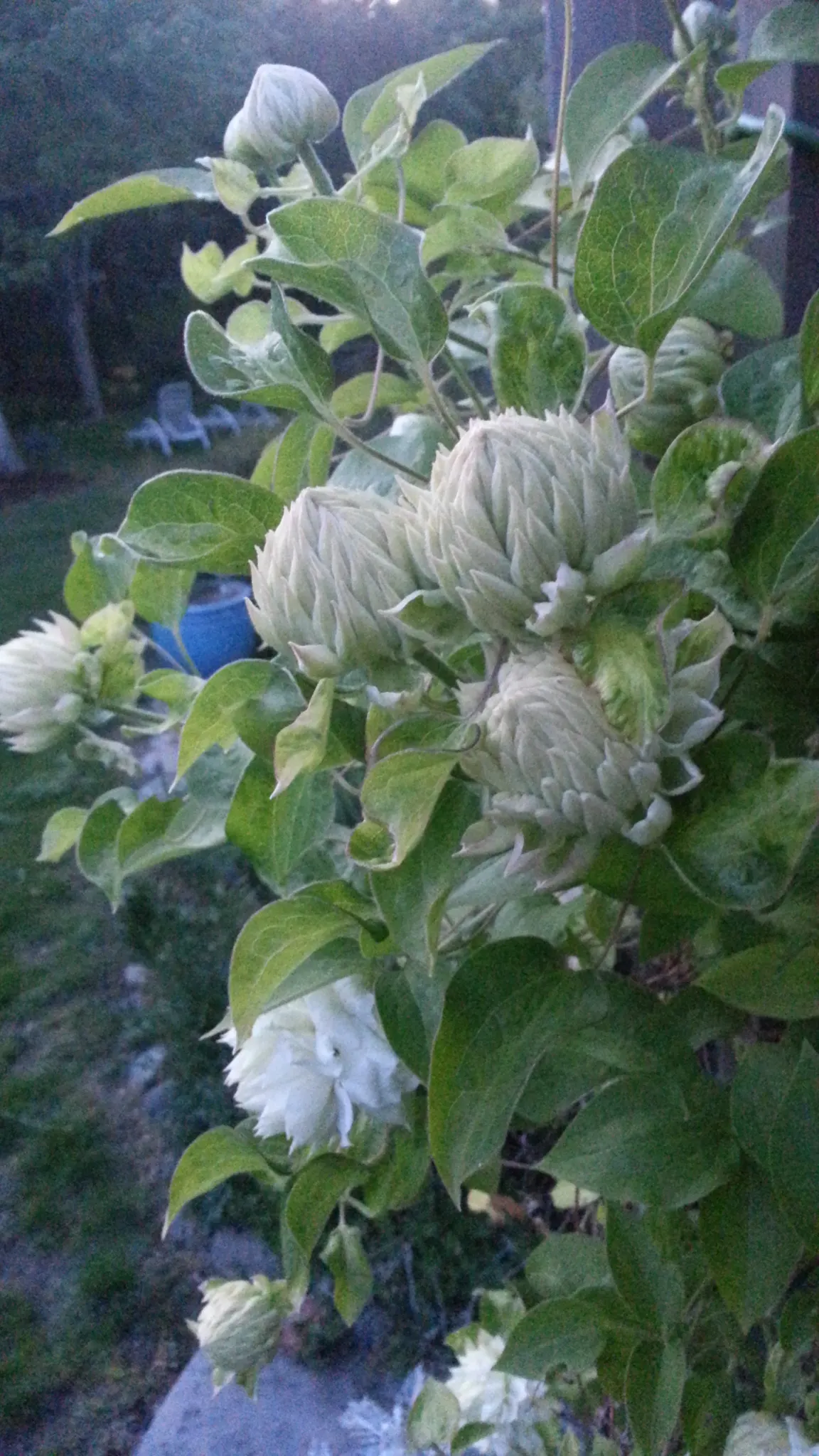 Duchess Of Edinburgh Clematis (Clematis 'Duchess Of Edinburgh') — pristine double white blooms