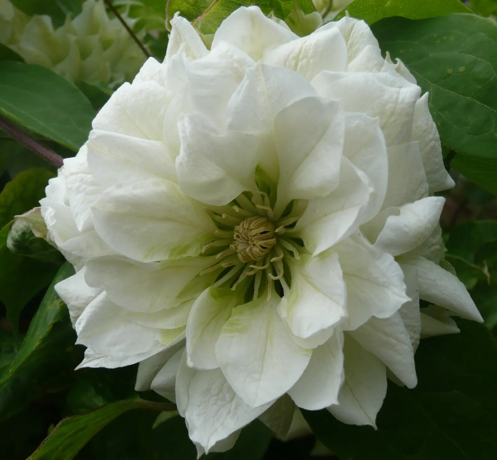 Duchess Of Edinburgh Clematis (Clematis 'Duchess Of Edinburgh') — The Clematis 'Duchess of Edinburgh' is a vigorous, deciduous climber with lush, mid-green