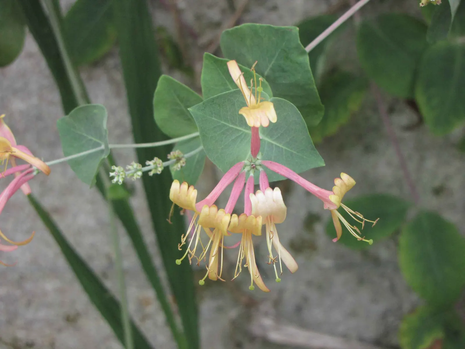 Hall's Japanese Honeysuckle (Lonicera japonica 'Halliana') — Thriving in USDA zones 4-10, it spreads rapidly to 30 feet, with a width up to 10 feet