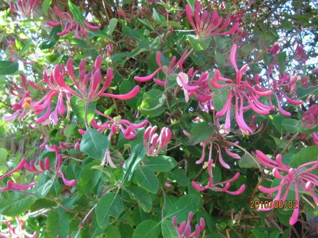 Hall's Japanese Honeysuckle (Lonicera japonica 'Halliana') — tubular blossoms that transition from white to yellow