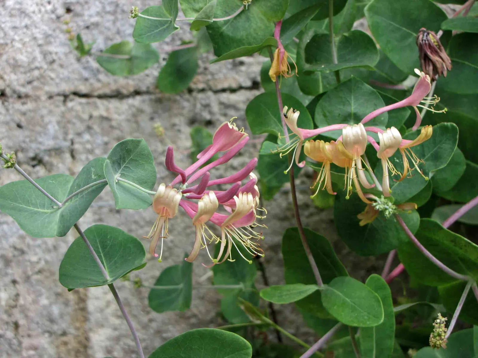 Hall's Japanese Honeysuckle (Lonicera japonica 'Halliana') — Hall's Japanese Honeysuckle (Lonicera japonica 'Halliana')