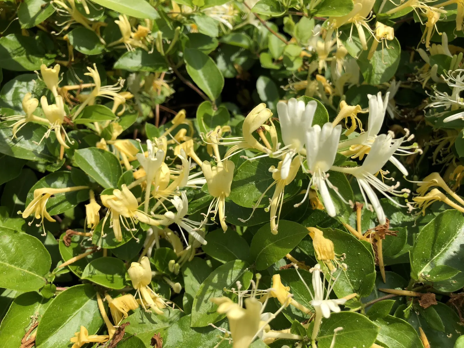 Hall's Japanese Honeysuckle (Lonicera japonica 'Halliana') — It's a delightful addition for clients desiring a fragrant and visually engaging garden feature