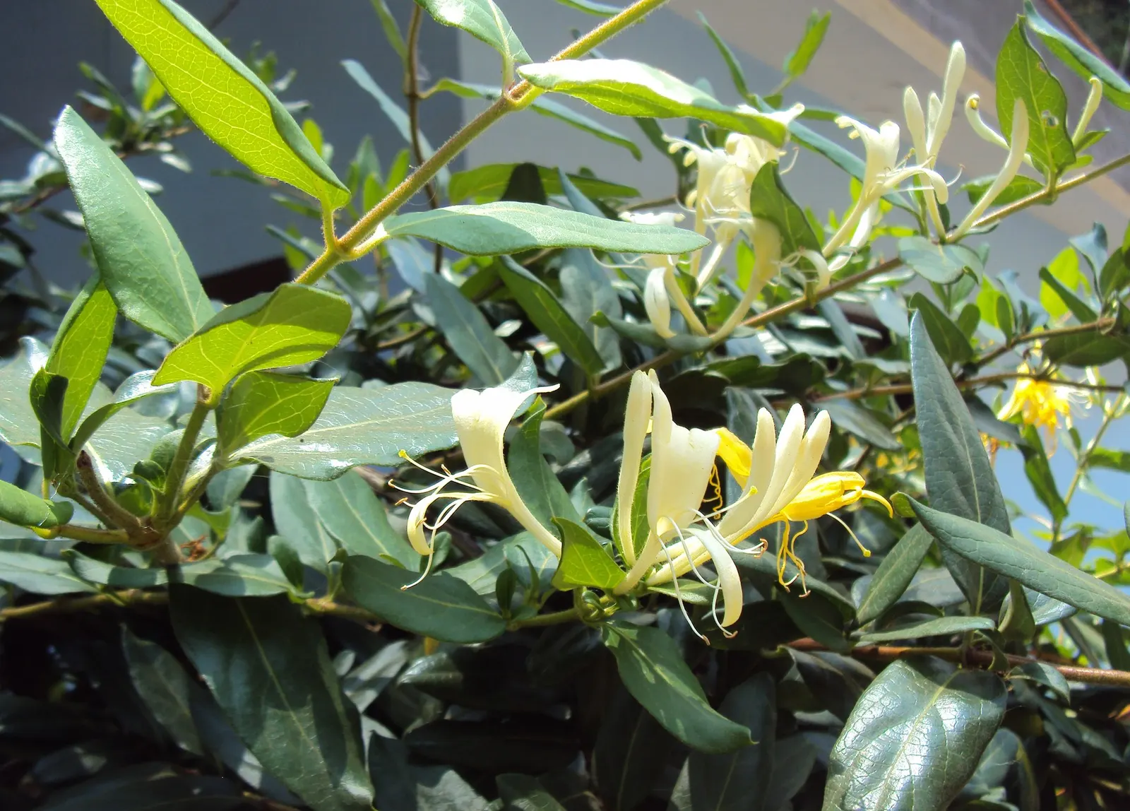 Hall's Japanese Honeysuckle (Lonicera japonica 'Halliana') — Blooming prolifically from spring well into fall