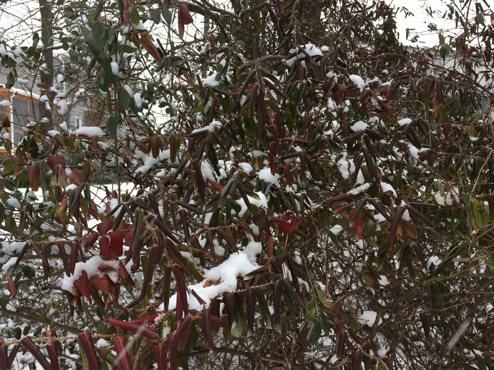 Hall's Japanese Honeysuckle (Lonicera japonica 'Halliana') — Hall's Japanese Honeysuckle thrives under full sun to partial shade