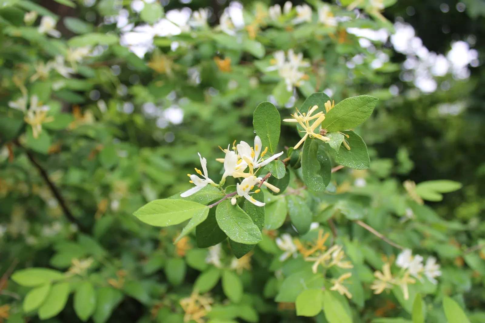 Hall's Japanese Honeysuckle (Lonicera japonica 'Halliana') — fertile loam will support optimal growth