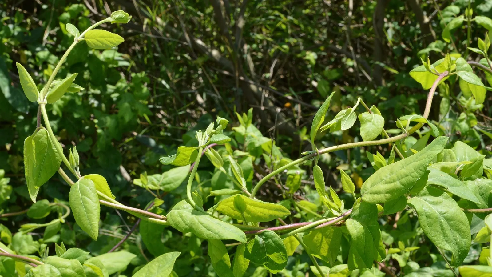 Hall's Japanese Honeysuckle (Lonicera japonica 'Halliana') — It is known for its adaptability to a wide range of soil types