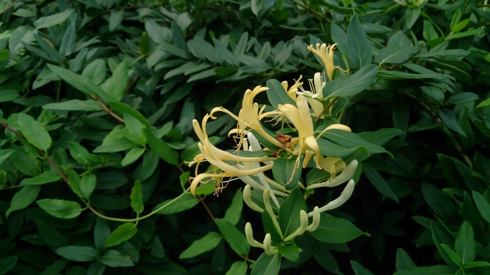Hall's Japanese Honeysuckle (Lonicera japonica 'Halliana') — ground cover / vine for full or half