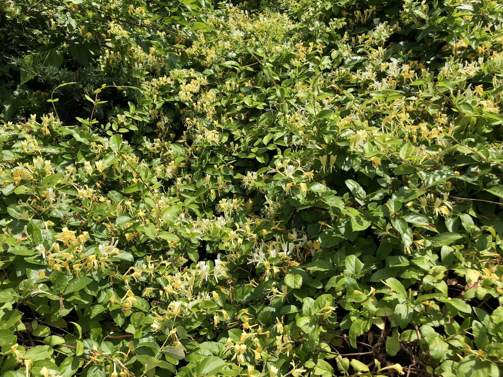 Hall's Japanese Honeysuckle (Lonicera japonica 'Halliana') — bearing the botanical moniker Lonicera japonica 'Halliana'