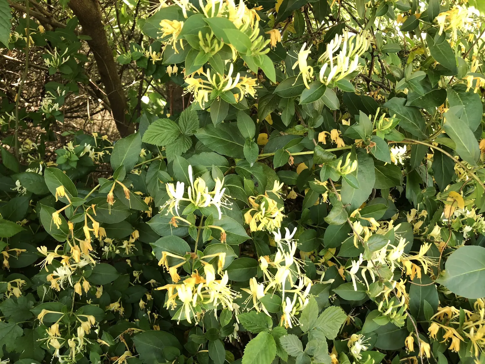Hall's Japanese Honeysuckle (Lonicera japonica 'Halliana') — twining vine prized for its highly fragrant