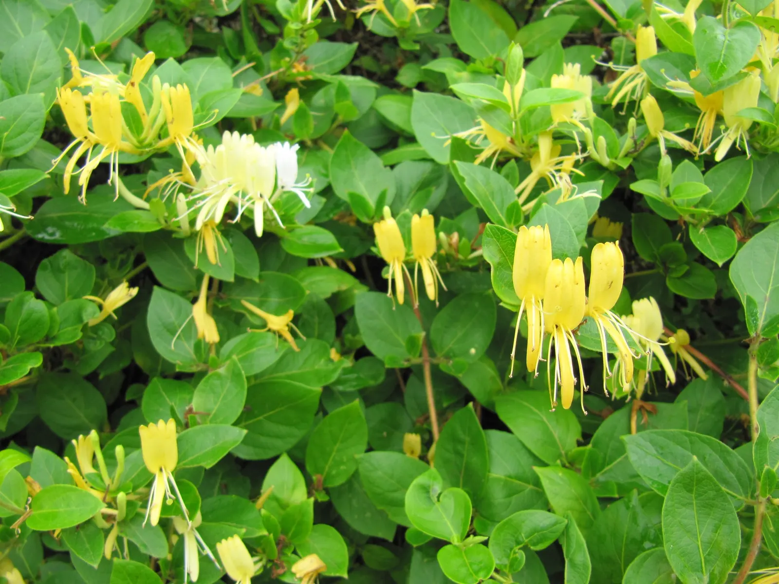 Hall's Japanese Honeysuckle (Lonicera japonica 'Halliana') — including butterflies and hummingbirds