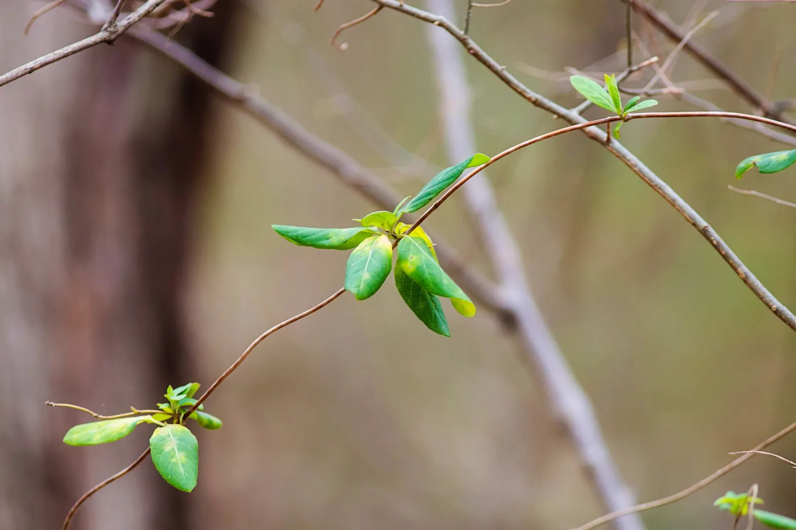 Hall's Japanese Honeysuckle (Lonicera japonica 'Halliana') — providing an almost instant green screen or an aromatic floral display