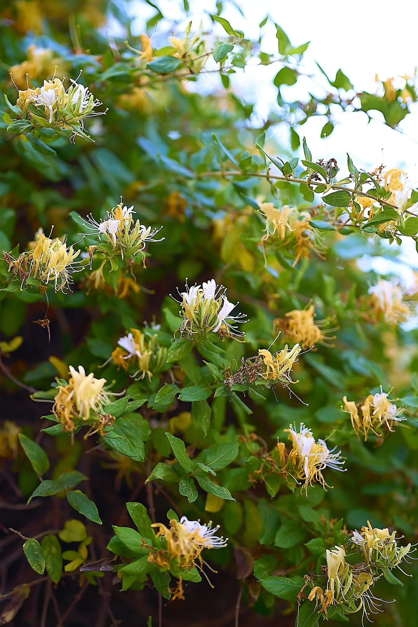 Hall's Japanese Honeysuckle (Lonicera japonica 'Halliana') — Often used for ground cover or trellis adornment, but invasive tendencies necessitate controlled