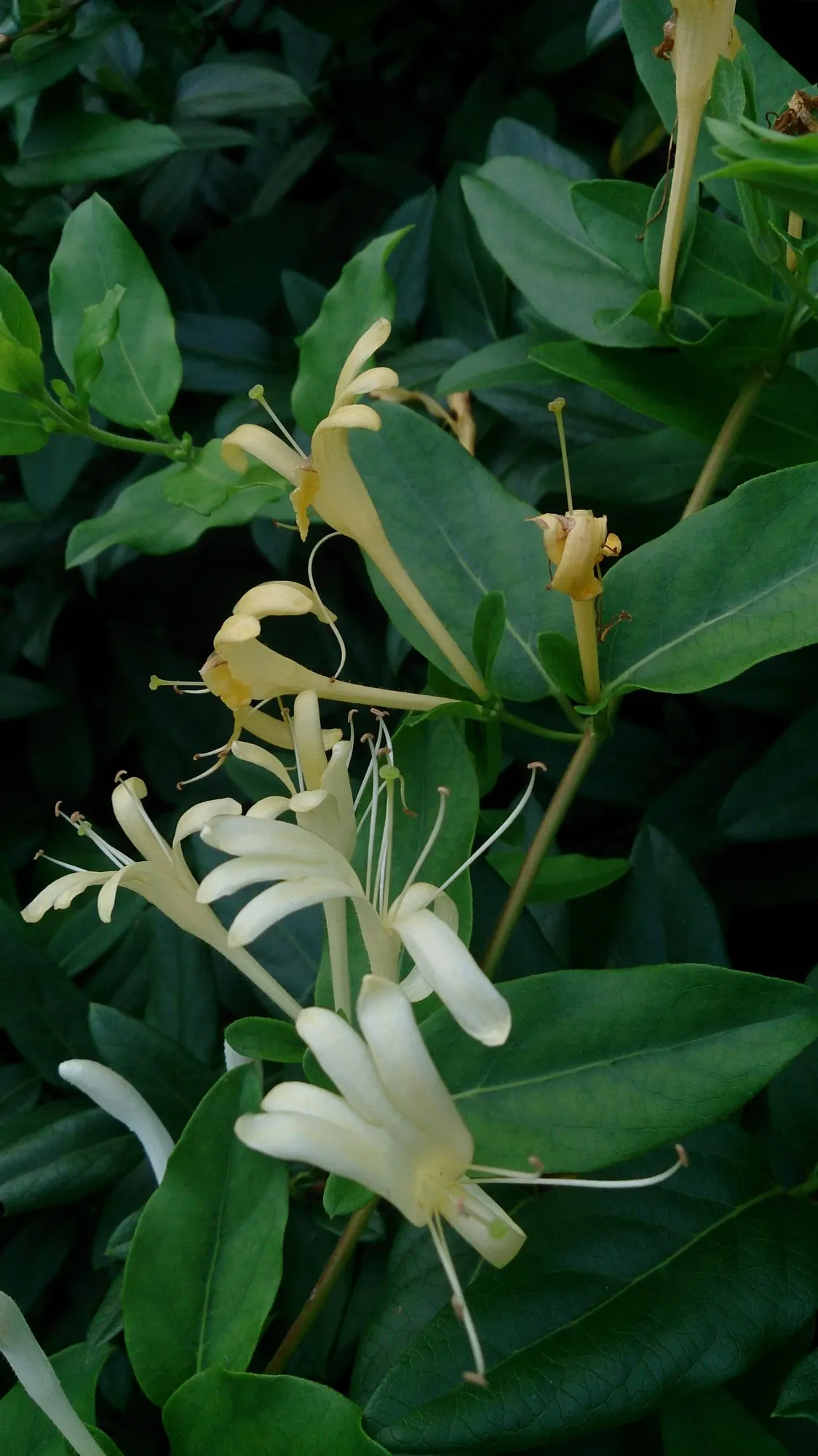 Hall's Japanese Honeysuckle (Lonicera japonica 'Halliana') — enhancing the ecological value of the landscape