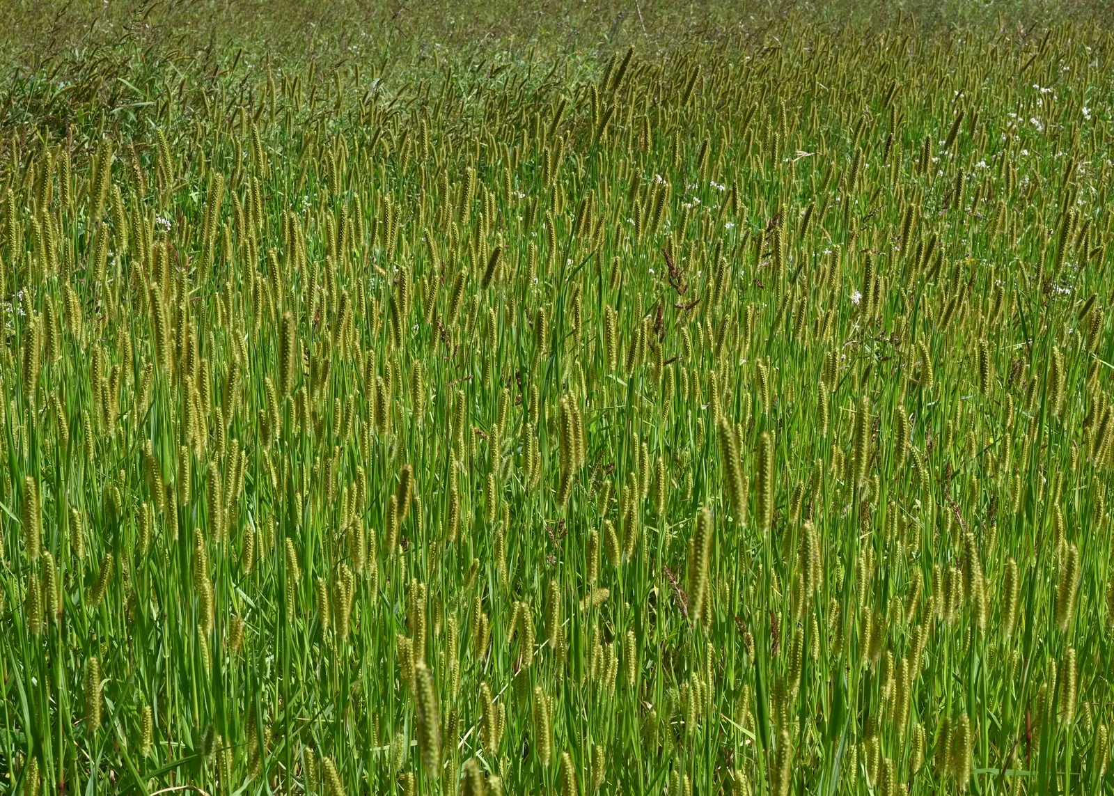 Yellow Foxtail Grass (Alopecurus Pratensis 'Aureus') — scientifically known as Alopecurus pratensis 'Aureus'; brush-like flower spikes that emerge, image 97
