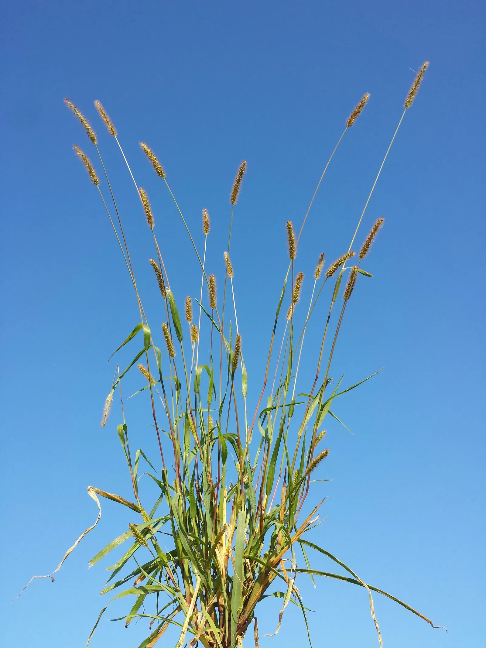 Yellow Foxtail Grass (Alopecurus Pratensis 'Aureus') — As a striking cultivar of the Meadow Foxtail; ideal for borders, it provides movement and, image 99
