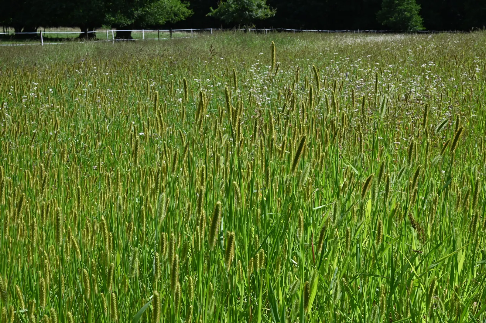 Yellow Foxtail Grass (Alopecurus Pratensis 'Aureus') — When designing a landscape; is an ornamental grass renowned for its vivid, image 71