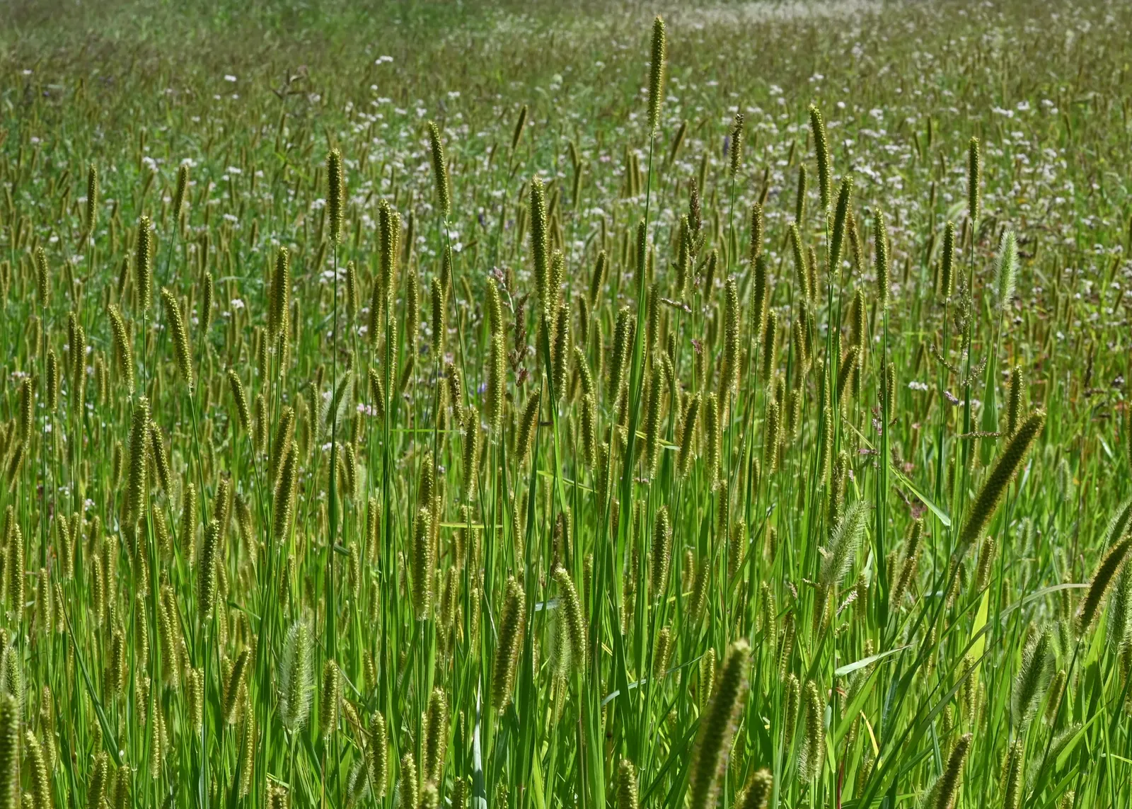 Yellow Foxtail Grass (Alopecurus Pratensis 'Aureus') — scientifically known as Alopecurus pratensis 'Aureus'; brush-like flower spikes that emerge, image 79