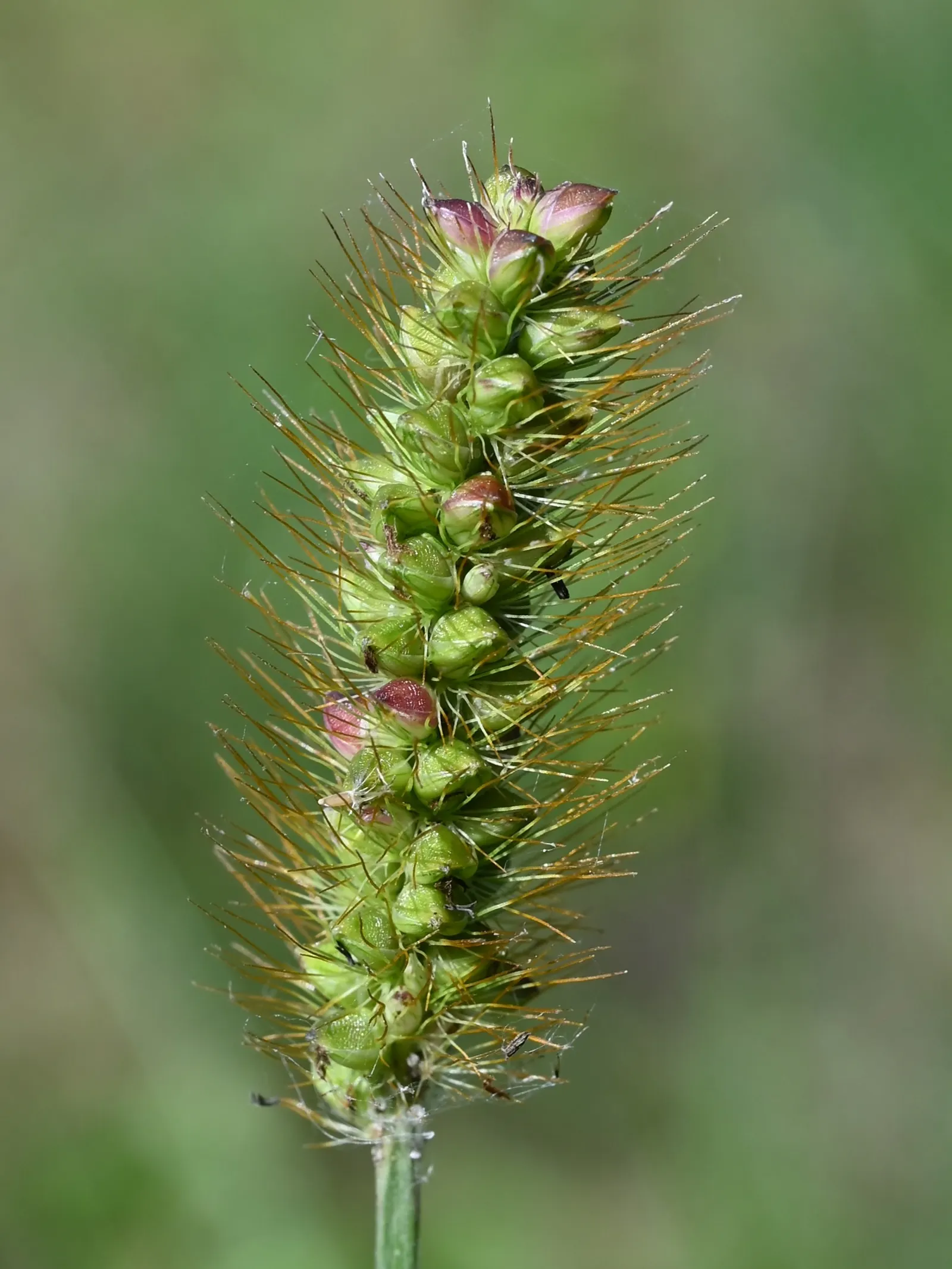 Yellow Foxtail Grass (Alopecurus Pratensis 'Aureus') — welcoming a variety of pollinators to the garden; is a striking perennial with vibrant, image 88
