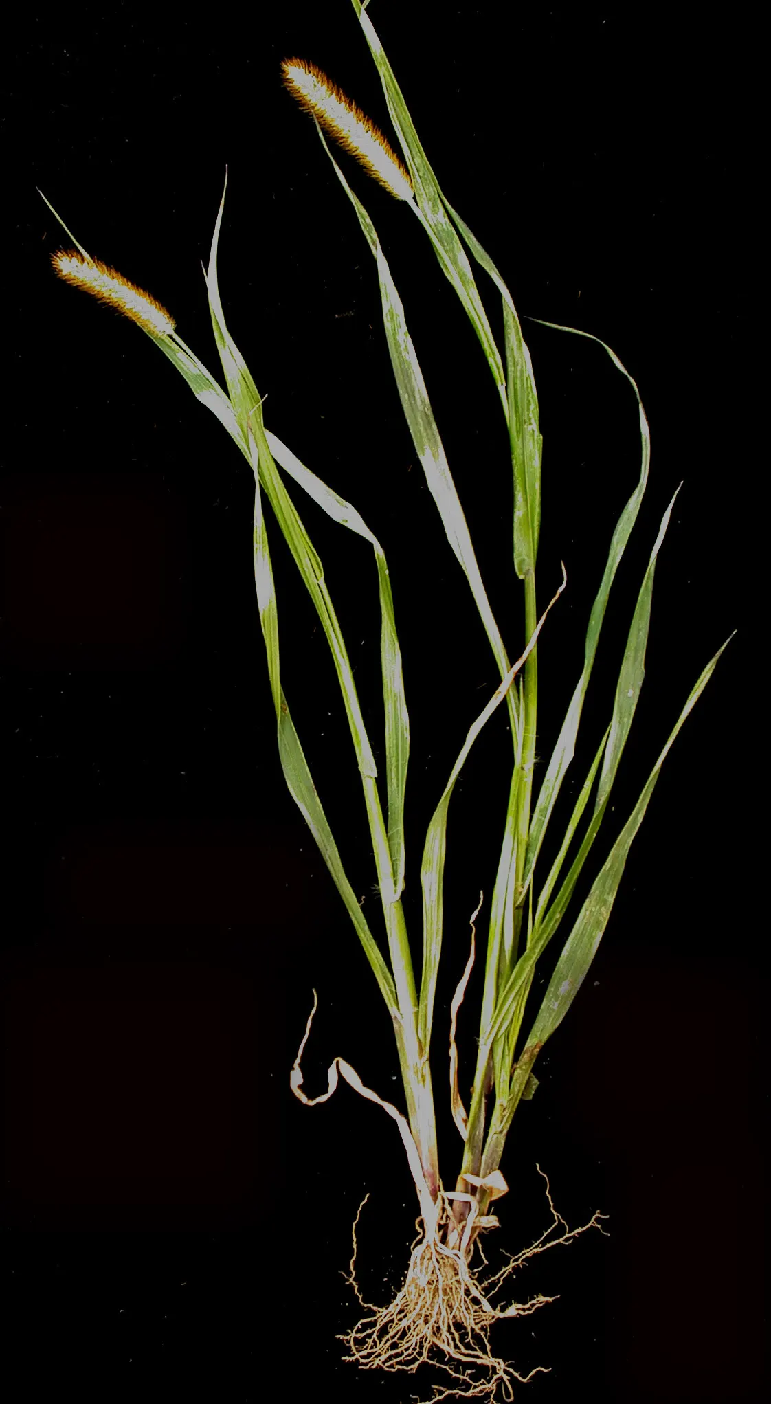Yellow Foxtail Grass (Alopecurus Pratensis 'Aureus') — Its soft, brush-like inflorescences add texture, contrasting beautifully with darker greens, image 59