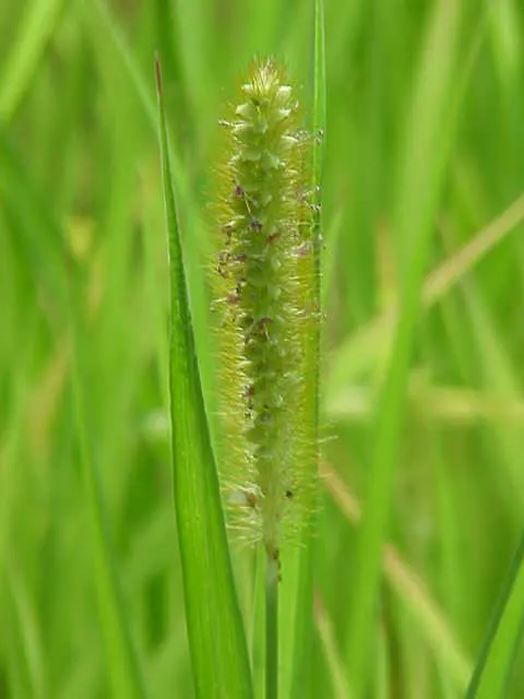 Yellow Foxtail Grass (Alopecurus Pratensis 'Aureus') — This ornamental grass grows to a height of approx; yellow Foxtail Grass reaches a modest, image 56