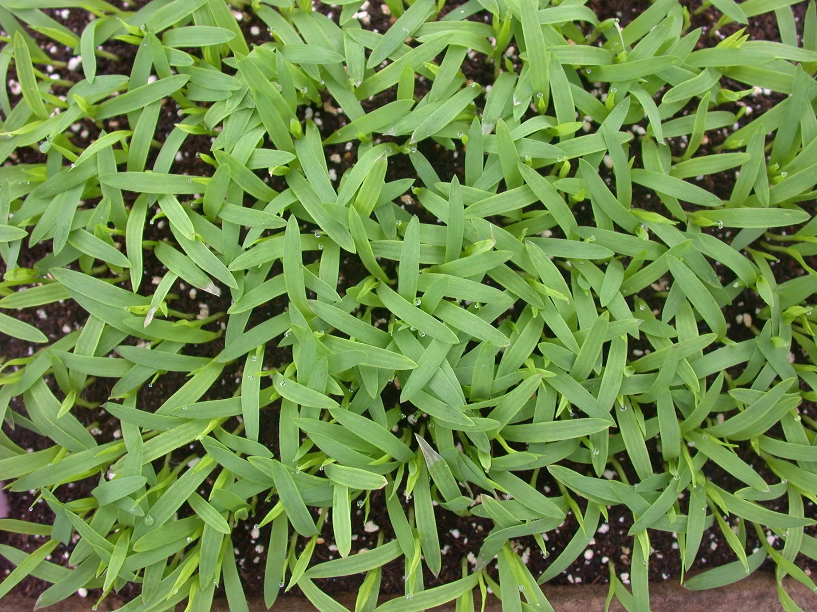 Yellow Foxtail Grass (Alopecurus Pratensis 'Aureus') — 12-24 inches and a spread of up to 20 inches