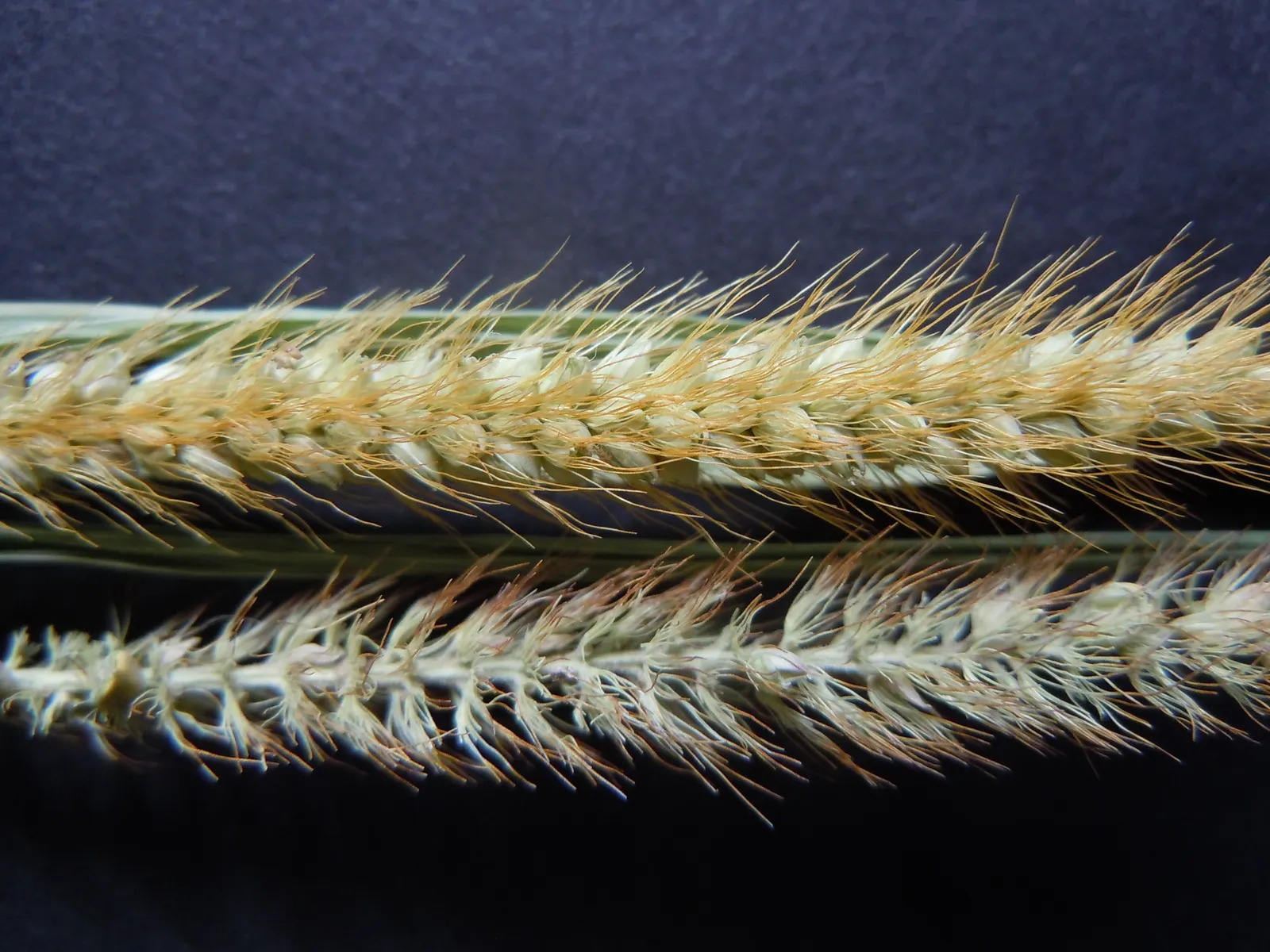 Yellow Foxtail Grass (Alopecurus Pratensis 'Aureus') — As a striking cultivar of the Meadow Foxtail; ideal for borders, it provides movement and seasonal