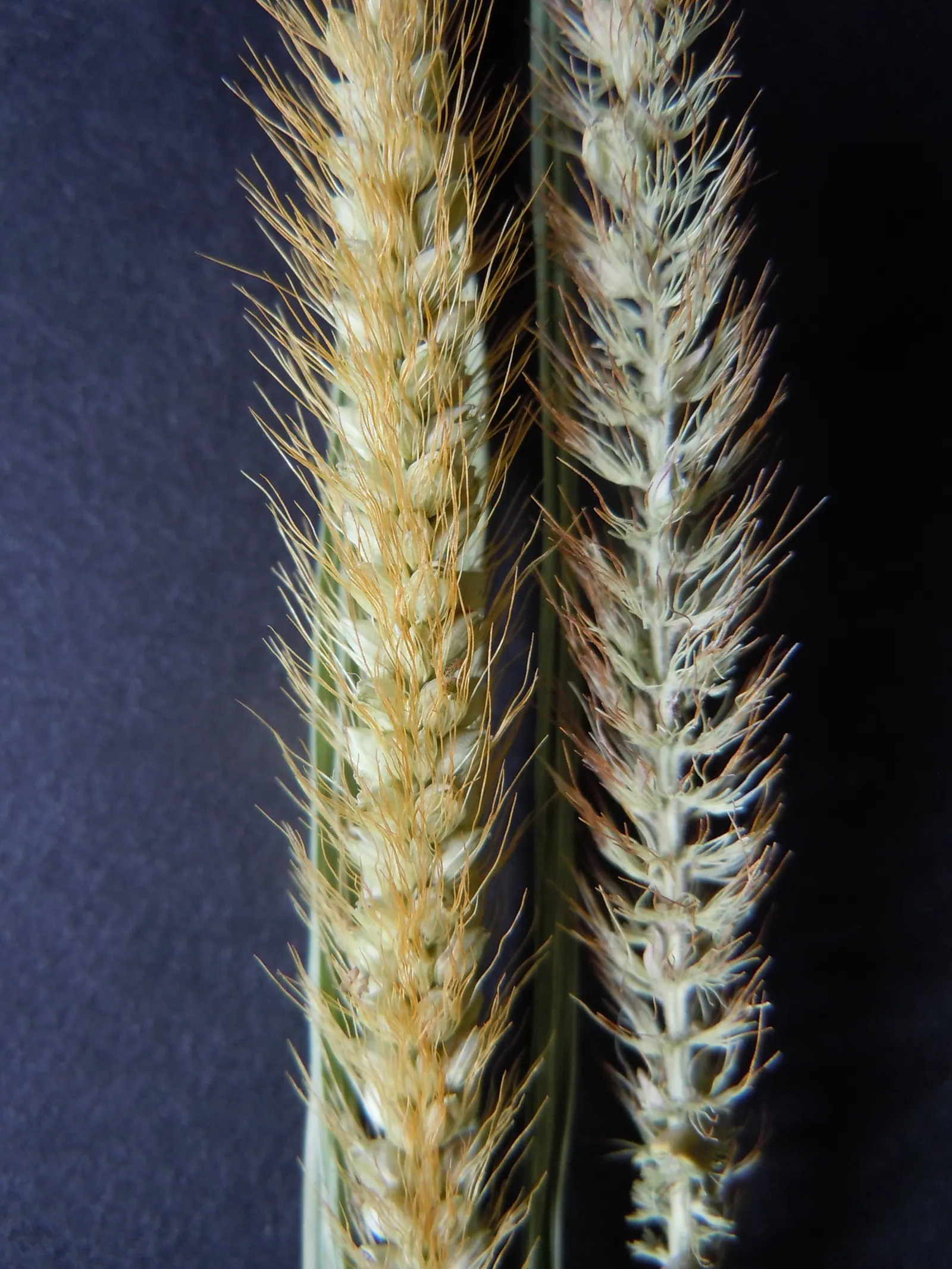 Yellow Foxtail Grass (Alopecurus Pratensis 'Aureus') — grass / ground cover for full or half; while it is a relatively low-maintenance plant, image 90