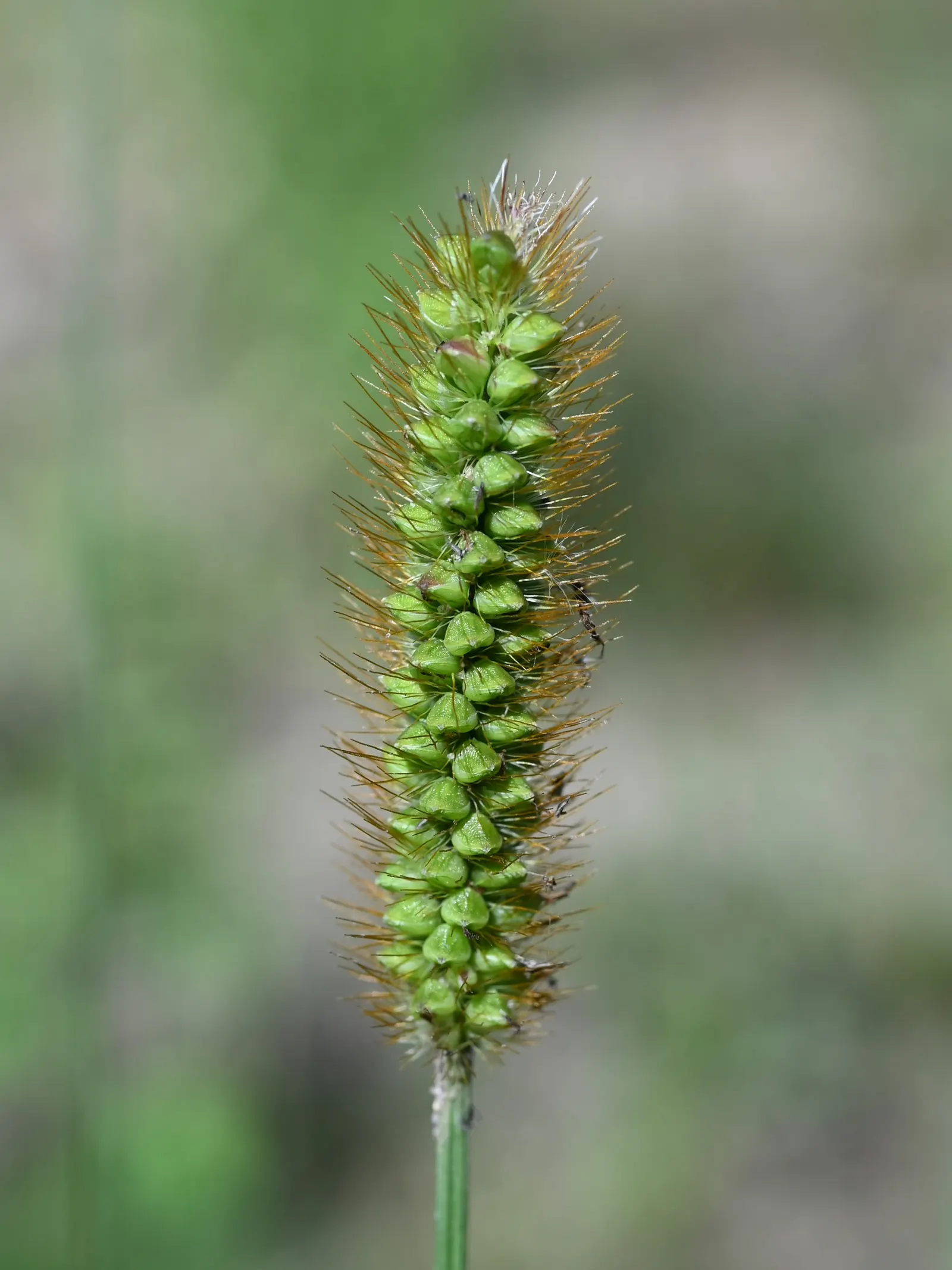 Yellow Foxtail Grass (Alopecurus Pratensis 'Aureus') — scientifically known as Alopecurus pratensis 'Aureus'