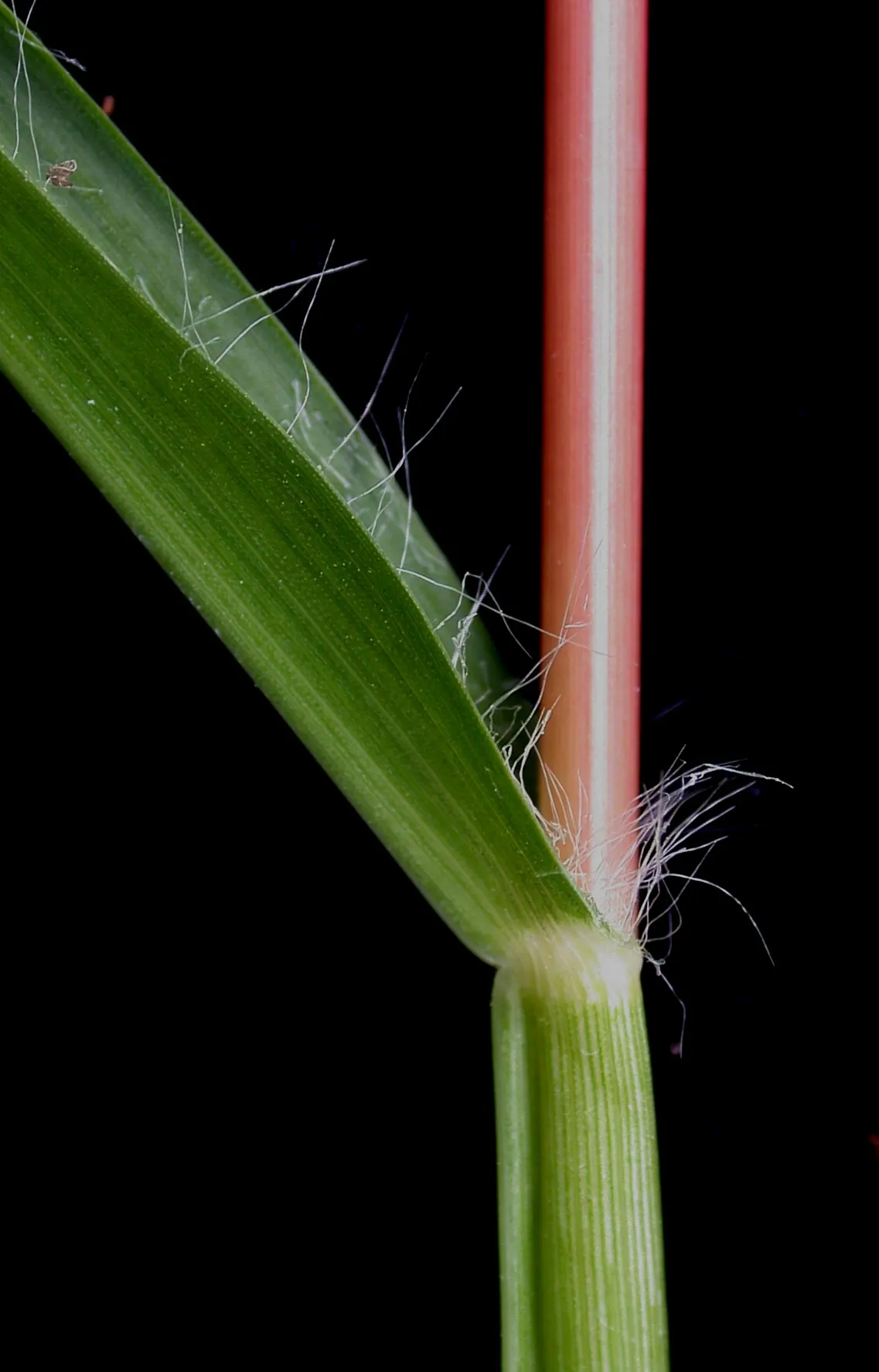 Yellow Foxtail Grass (Alopecurus Pratensis 'Aureus') — 12-24 inches and a spread of up to 20 inches; grass / ground cover for full or half, image 57