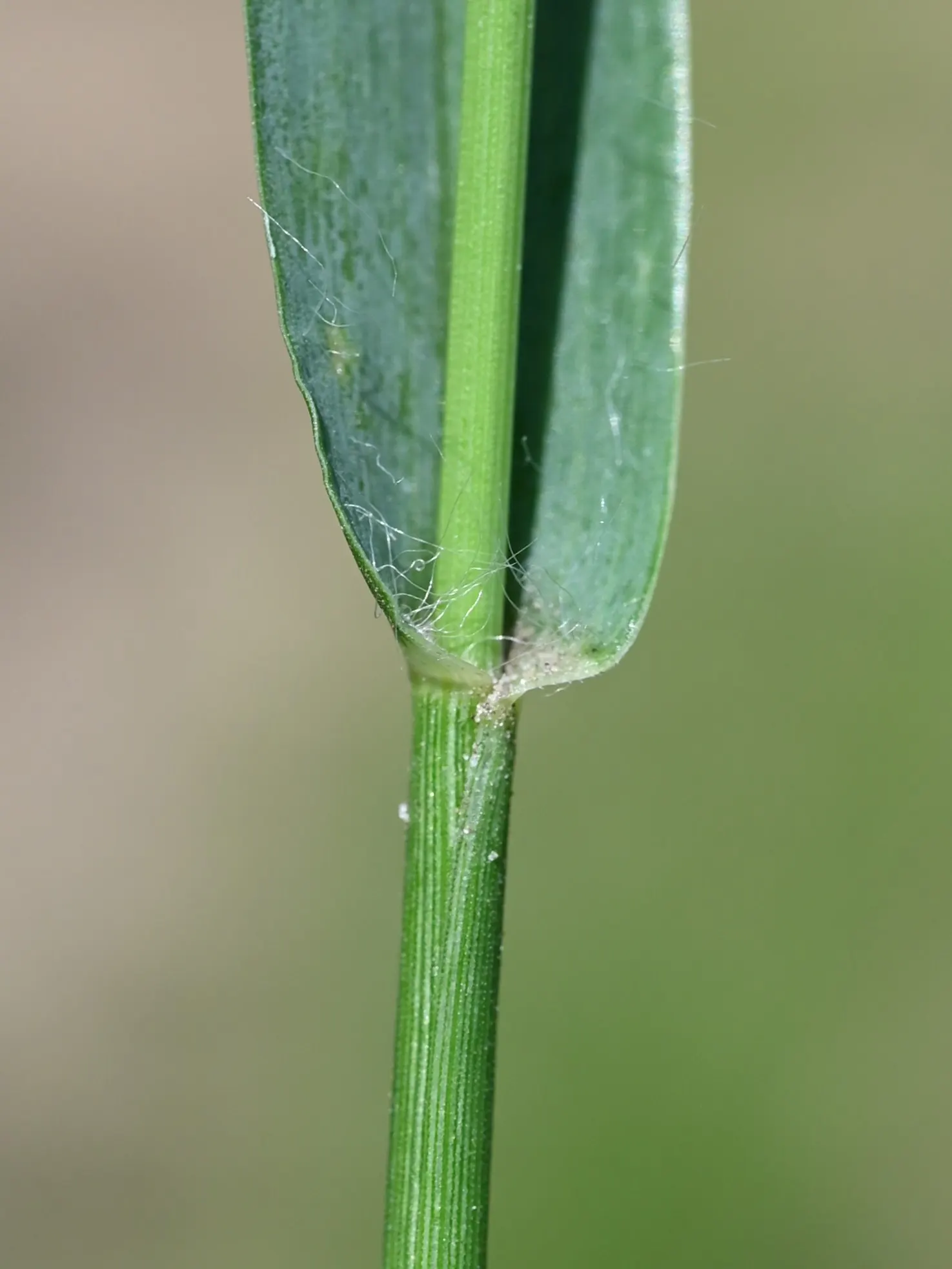 Yellow Foxtail Grass (Alopecurus Pratensis 'Aureus') — Ideal for borders, it provides movement and seasonal interest; 12-24 inches and a spread of, image 96