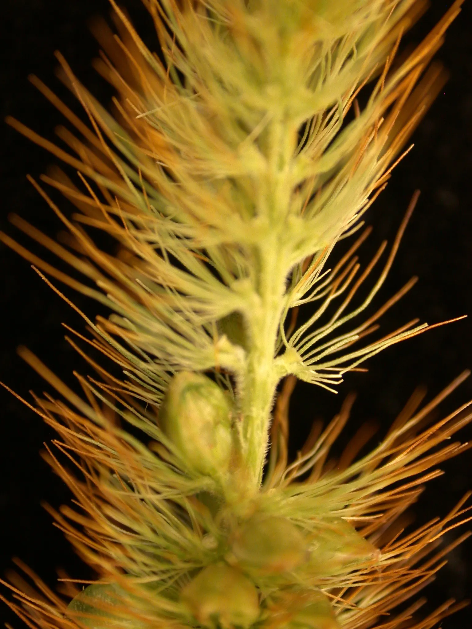 Yellow Foxtail Grass (Alopecurus Pratensis 'Aureus') — is an ornamental grass renowned for its vivid; when designing a landscape