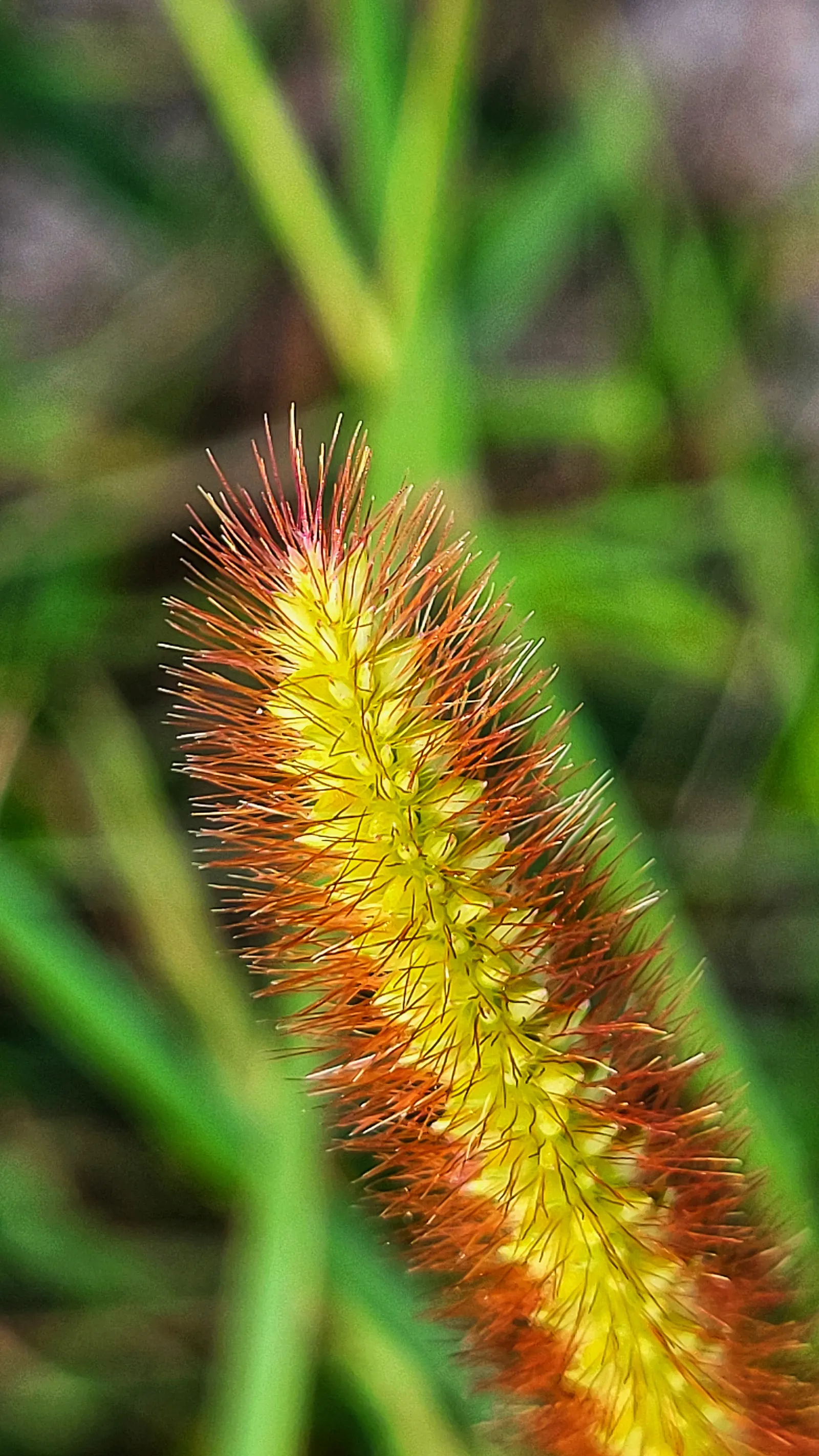 Yellow Foxtail Grass (Alopecurus Pratensis 'Aureus') — This ornamental grass grows to a height of approx; yellow Foxtail Grass reaches a modest, image 74