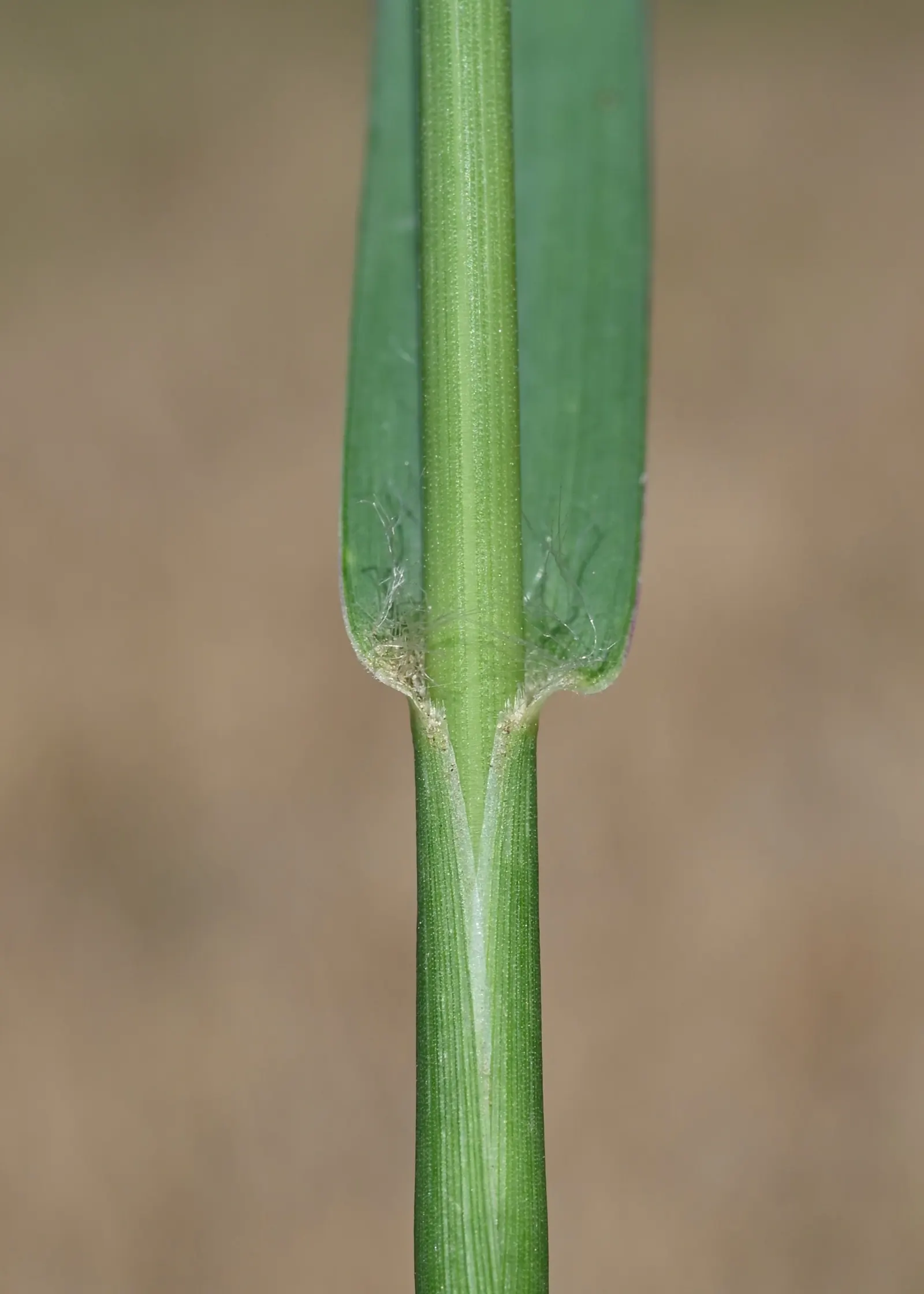 Yellow Foxtail Grass (Alopecurus Pratensis 'Aureus') — Prefers full sun to partial shade and well-drained soil; scientifically known as Alopecurus, image 40
