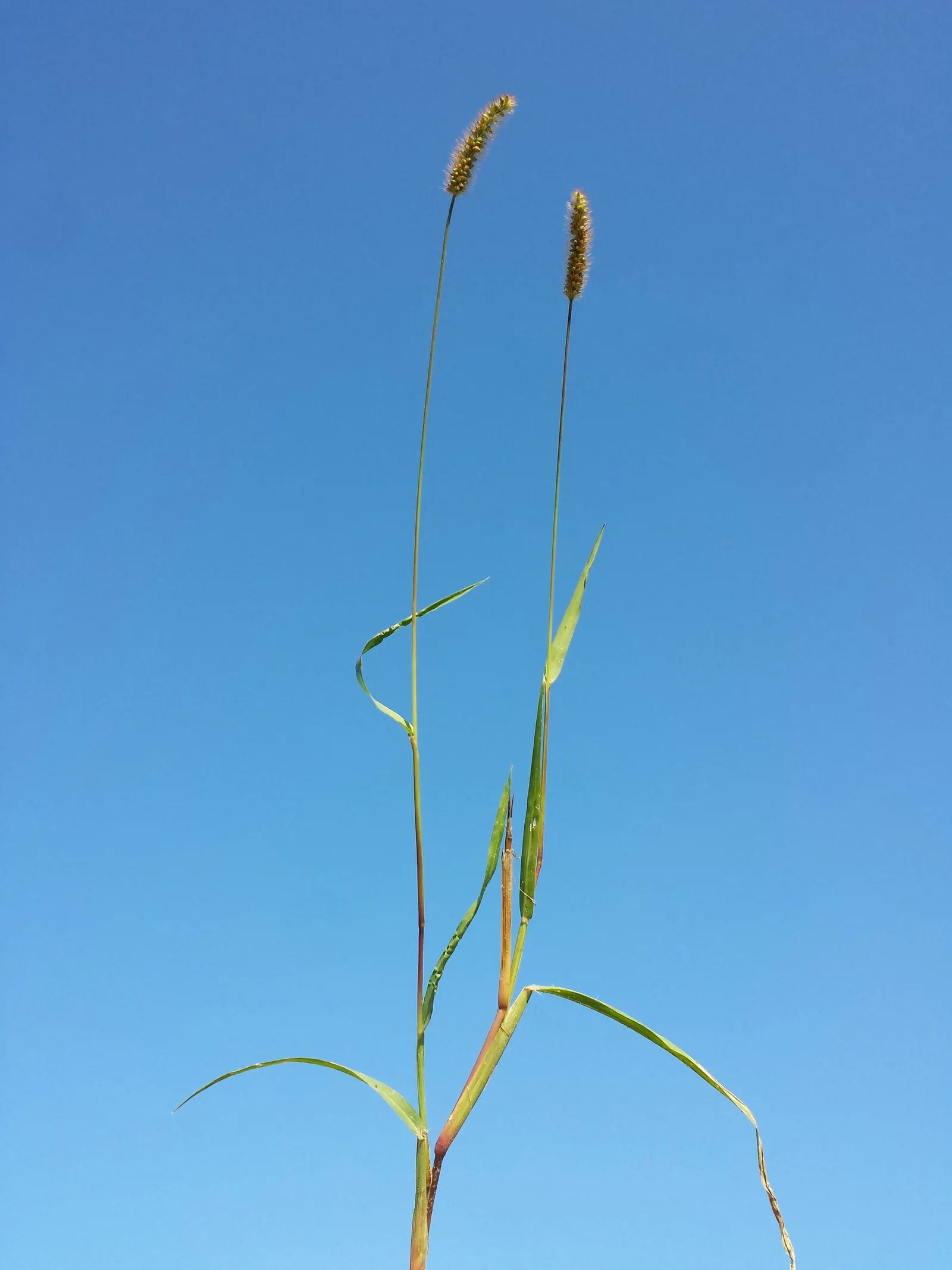 Yellow Foxtail Grass (Alopecurus Pratensis 'Aureus') — When designing a landscape; is an ornamental grass renowned for its vivid