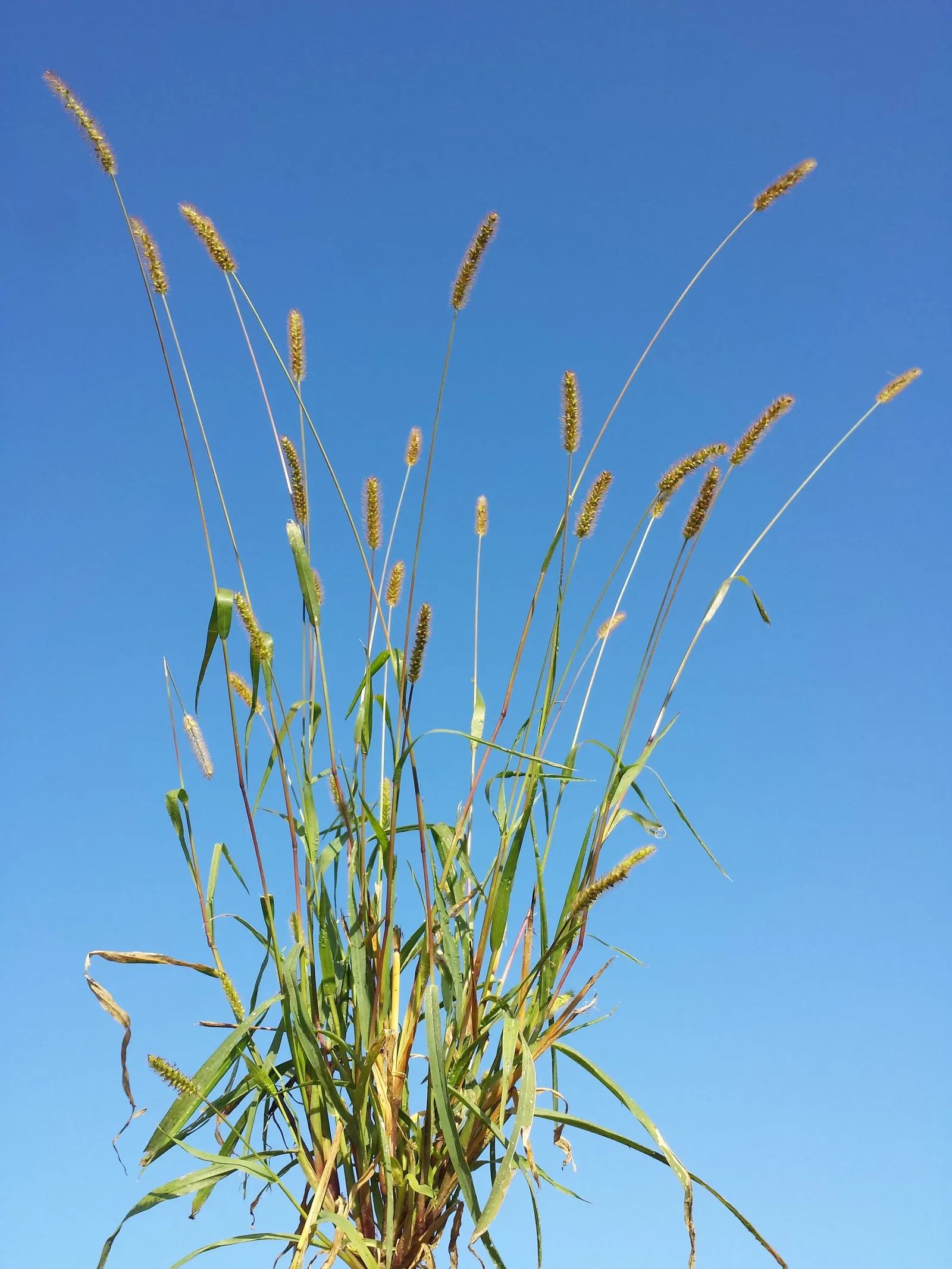 Yellow Foxtail Grass (Alopecurus Pratensis 'Aureus') — This ornamental grass grows to a height of approx; yellow Foxtail Grass reaches a modest, image 92
