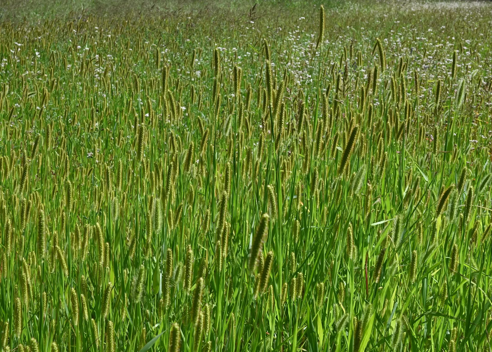 Yellow Foxtail Grass (Alopecurus Pratensis 'Aureus') — or as an accent in mixed beds