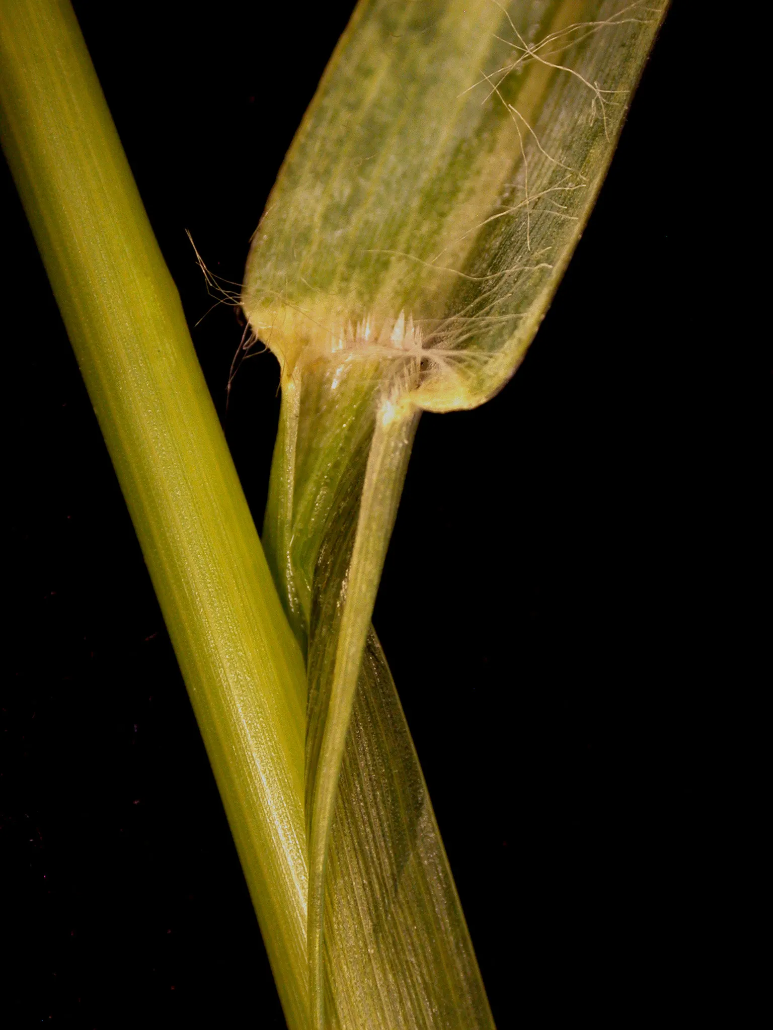 Yellow Foxtail Grass (Alopecurus Pratensis 'Aureus') — While it is a relatively low-maintenance plant; making it a versatile choice for borders, image 51